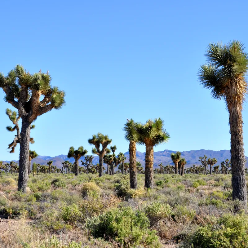 The-Mutant-Joshua-Tree-Forest