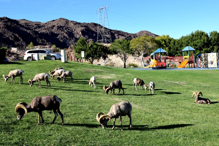 Hoover Dam, a herd of Big Horn Sheep grazing on lush green grass at a local park