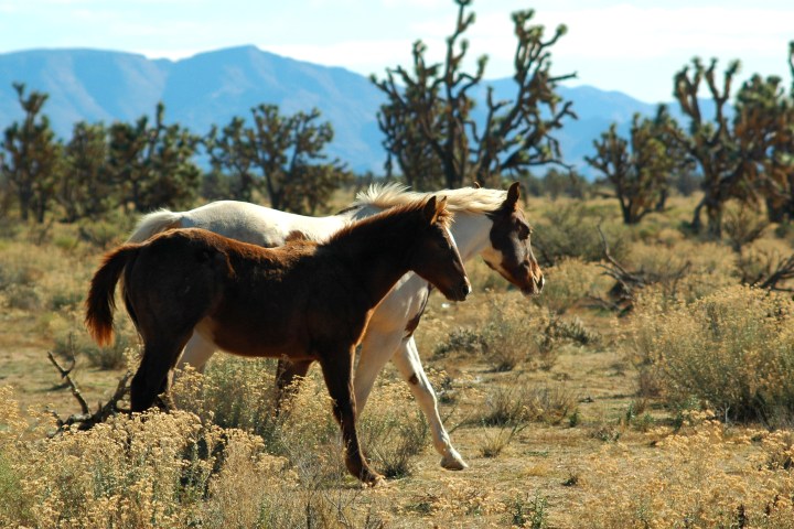 Mustangs-in-the-Joshua-Trees