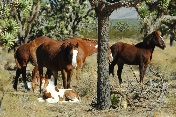 Wild-Mustangs-near-the-Ranch