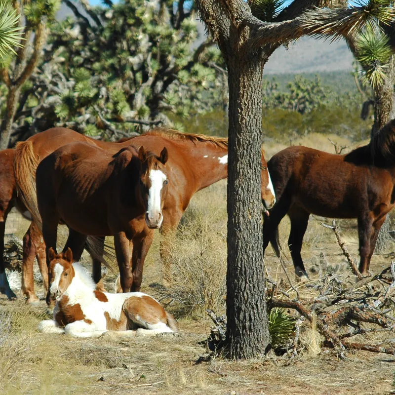 Wild-Mustangs-near-the-Ranch