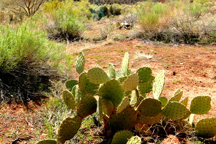 Zion-Mountains-and-Cactus