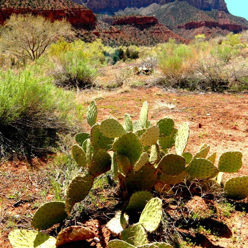 Zion-Mountains-and-Cactus