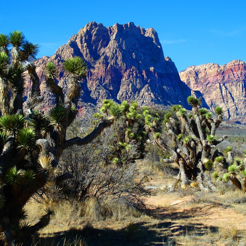 a tree with a mountain in the background