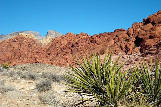 a tree with a mountain in the desert